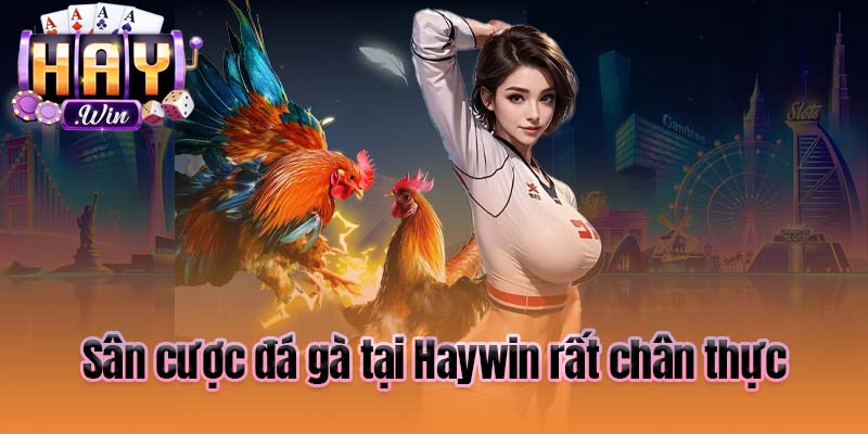 Sân cược đá gà tại Haywin rất chân thực